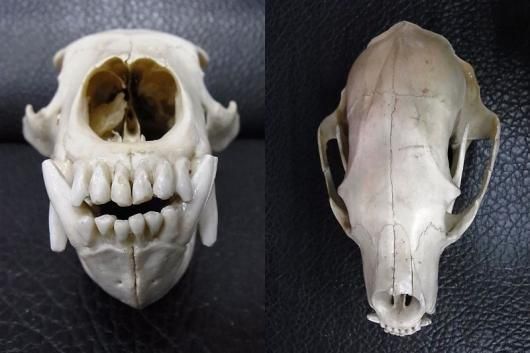 即納☆お勧め！☆ツキノワグマの頭骨 ☆国内捕獲 - 頭骨・骨格標本