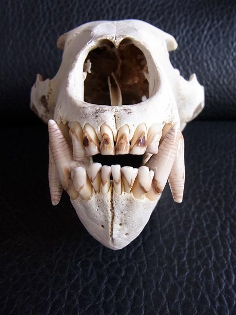 即納☆お勧め！☆ツキノワグマの頭骨 ☆A 青森県捕獲 - 頭骨・骨格