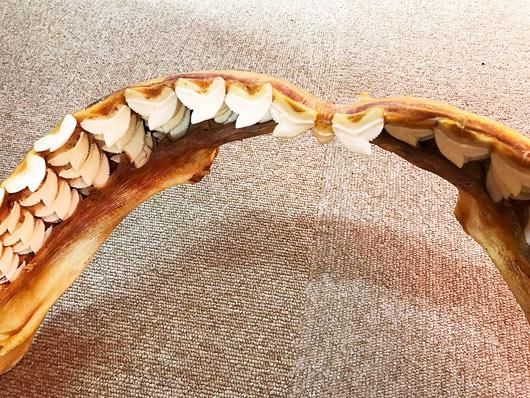 即納☆迫力サイズ！イタチザメの顎標本 - 頭骨・骨格標本・剥製販売