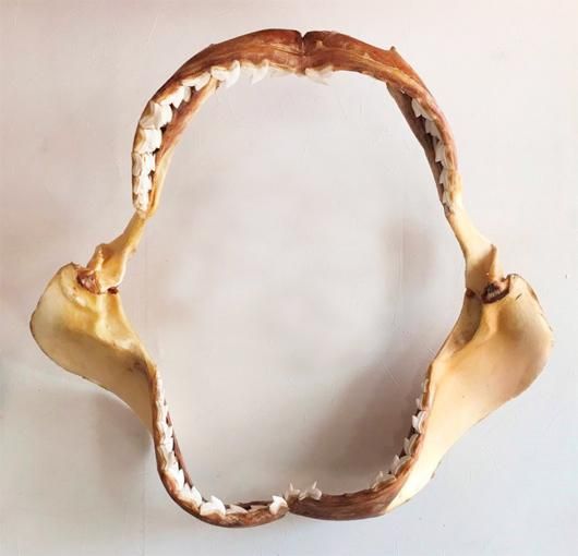 即納☆迫力サイズ！イタチザメの顎標本 - 頭骨・骨格標本・剥製販売