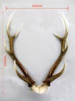 49823394_th.jpg?20130329221008