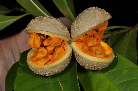 ボアカンガ・アフリカーナの種 - マルシェ青空