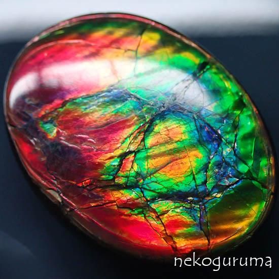 化石原石アンモライトアンモナイト幅7.7cm カナダ産箱付き