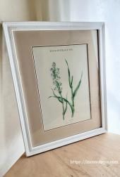 ルドゥテのバラのフレーム額絵、シシリーメアリーバーカーのフラワー