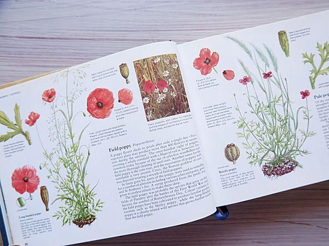 WILD FLOWERS OF BRITAIN | 野の花の植物図鑑 - 外国の古くてかわいい