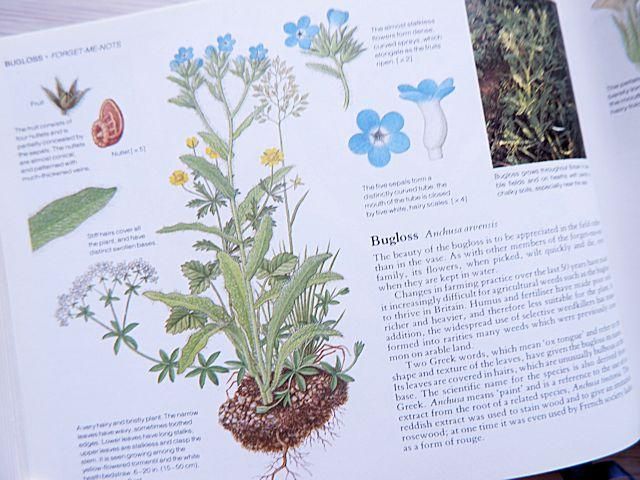 WILD FLOWERS OF BRITAIN | 野の花の植物図鑑 - 外国の古くてかわいい