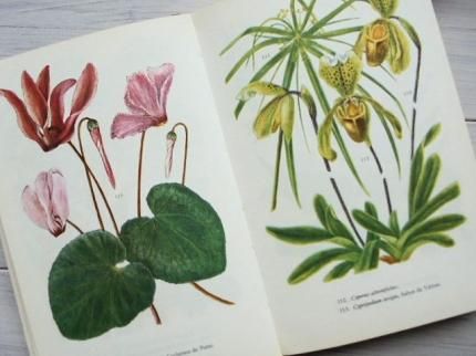 PLANTES D'APPARTEMENT | 室内植物図鑑/フランス - 外国の古くて