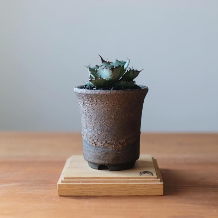 アガベ チタノタ ブラック＆ブルー 鉢セット - 観葉植物・生花・ドライ