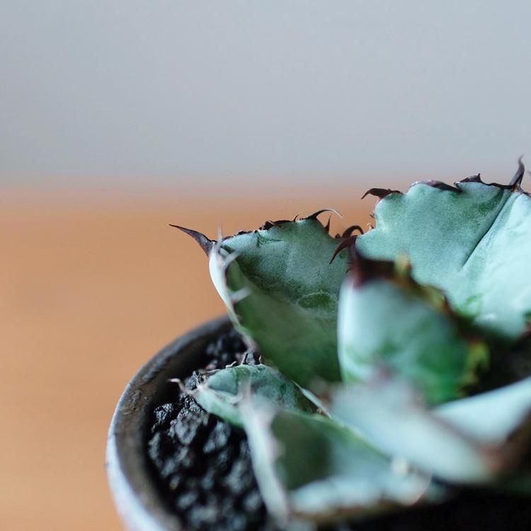 アガベ チタノタ ブラック＆ブルー 鉢セット - 観葉植物・生花・ドライ