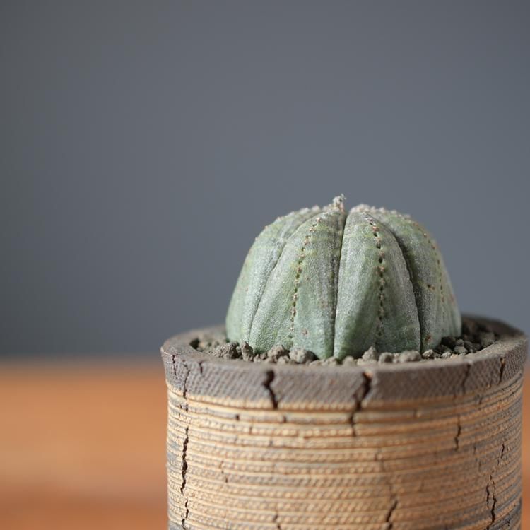 ユーフォルビア オベサ 鉢セット - 観葉植物・生花・ドライフラワー