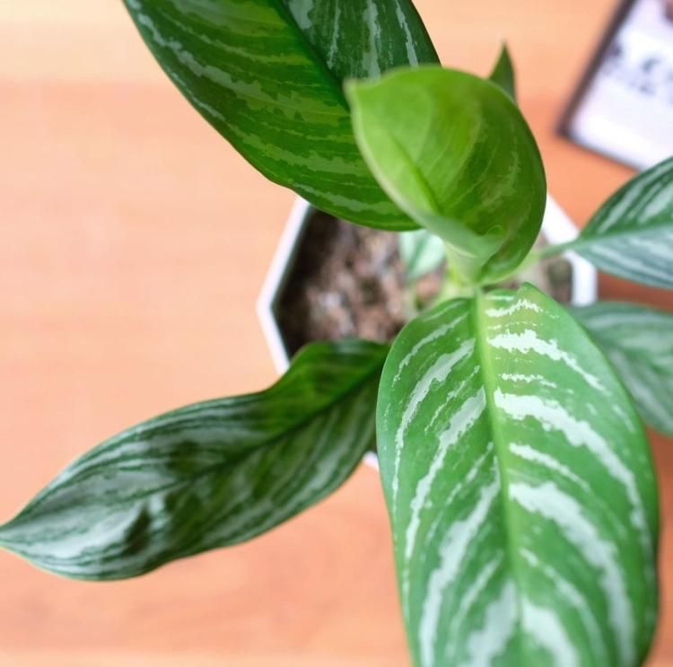 アグラオネマ ニティドゥーム カーティシー 5号 - 観葉植物・生花