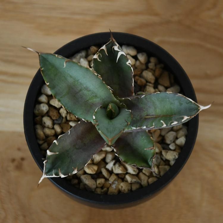 アガベ チタノタ 黒鯨 台湾lize産 子株1 - 観葉植物・生花・ドライ