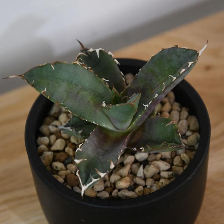 アガベ チタノタ 黒鯨 台湾lize産 子株1 - 観葉植物・生花・ドライ