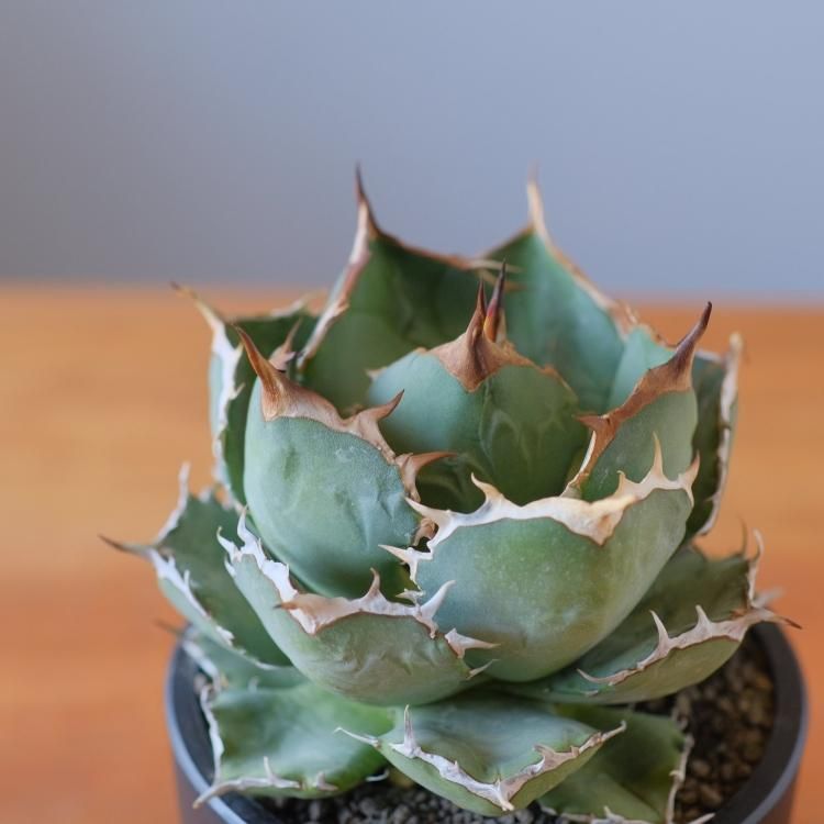 アガベ チタノタ ペルシアンドワーフ イラン産 大株 - 観葉植物・生花