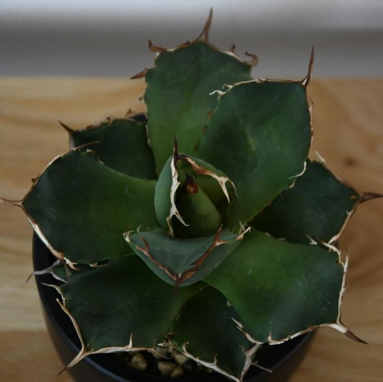 アガベ チタノタ ペルシアンドワーフ イラン産 子株1 - 観葉植物・生花