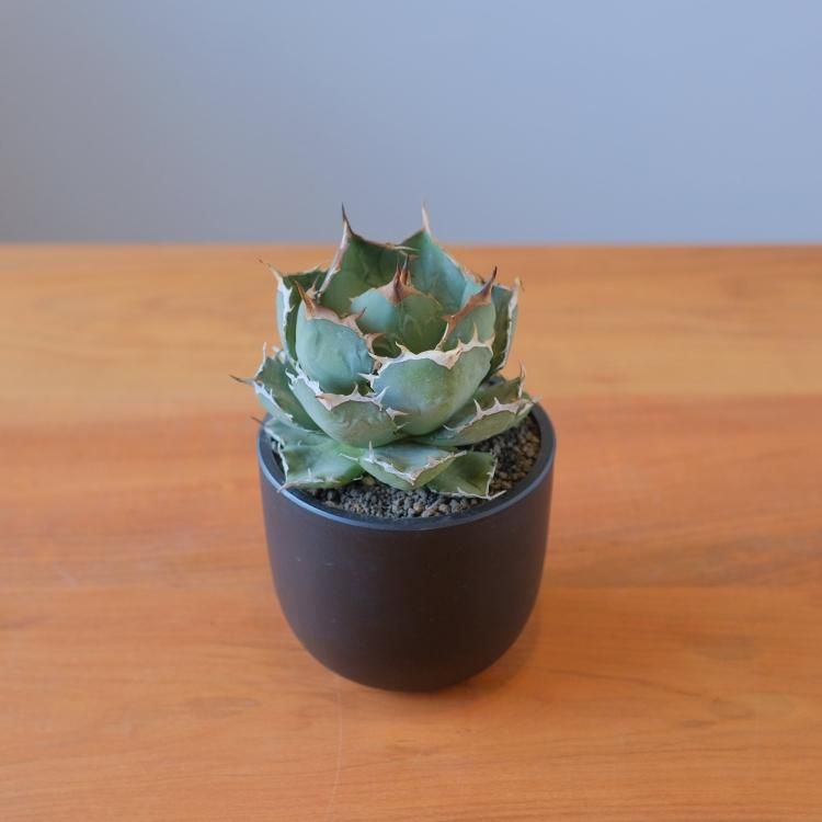 アガベ チタノタ ペルシアンドワーフ イラン産 大株 - 観葉植物・生花