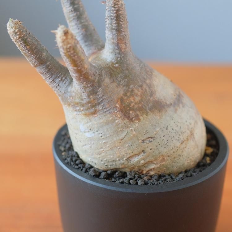 パキポディウム グラキリス 現地球 1 - 観葉植物・生花・ドライ