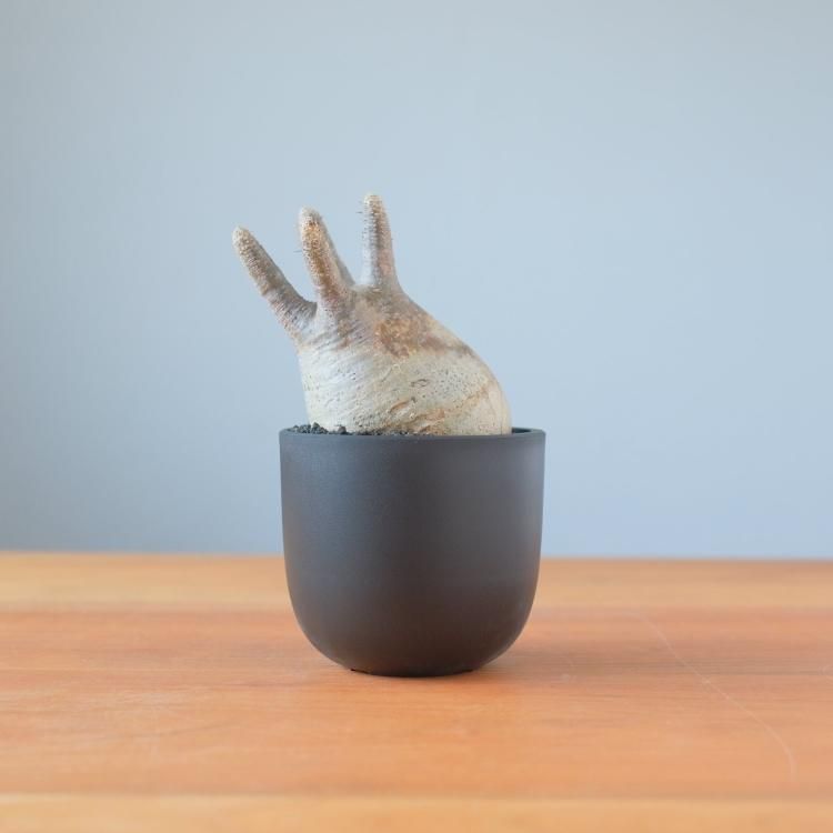 パキポディウム グラキリス 現地球 1 - 観葉植物・生花・ドライ