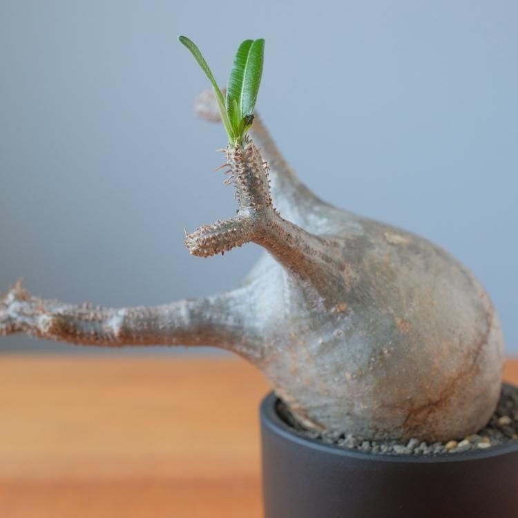 パキポディウム グラキリス 現地球 7 - 観葉植物・生花・ドライ