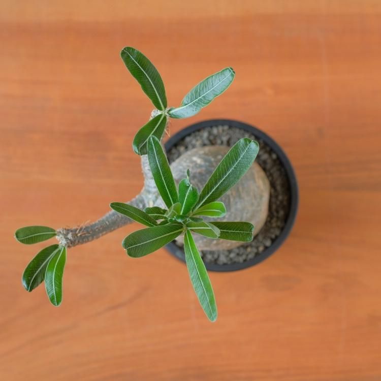 パキポディウム グラキリス 現地球 5 - 観葉植物・生花・ドライ