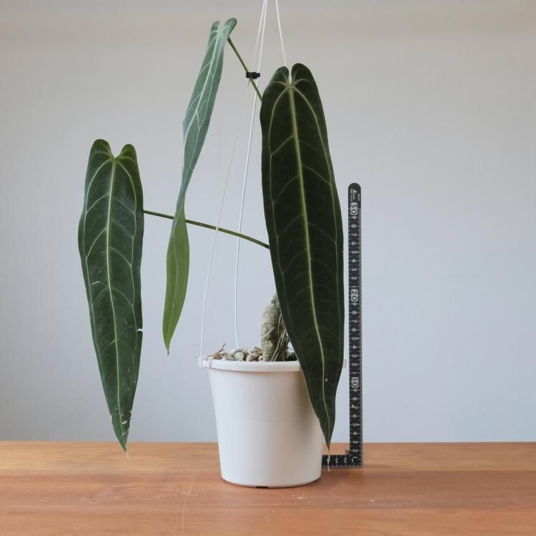 アンスリウム ワロクアーナム - 観葉植物・生花・ドライフラワー通販