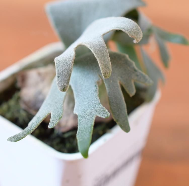 ビカクシダ ウィリンキー バクテリア spore 2 - 観葉植物・生花