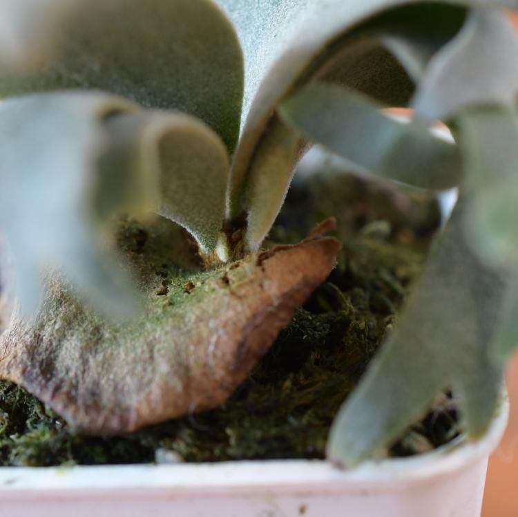 ビカクシダ ウィリンキー バクテリア spore 2 - 観葉植物・生花