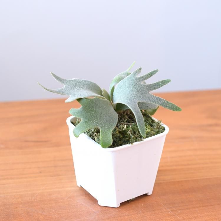 ビカクシダ ウィリンキー バクテリア spore 3 - 観葉植物・生花