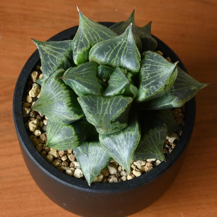 ハオルチア 裏般若 - 観葉植物・生花・ドライフラワー通販 SULK GREEN