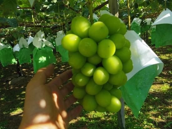 シャインマスカット-6kg - グレープファーム