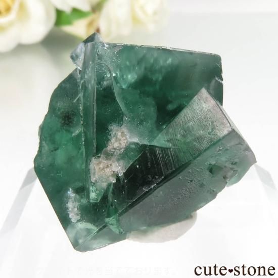 レディアナベラ（Lady Annabella）Excavator Terminator Pocket産