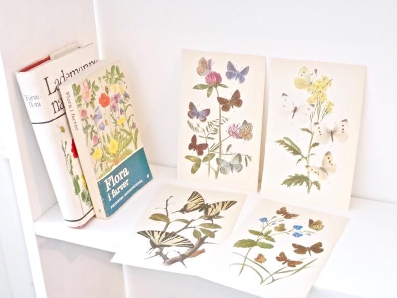 ヴィンテージ 蝶 バタフライ イラスト 植物画 ボタニカルアート ドイツ