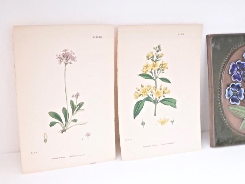 ヴィンテージ チェコ 植物画 ボタニカルアート イラスト 図鑑 ポスター
