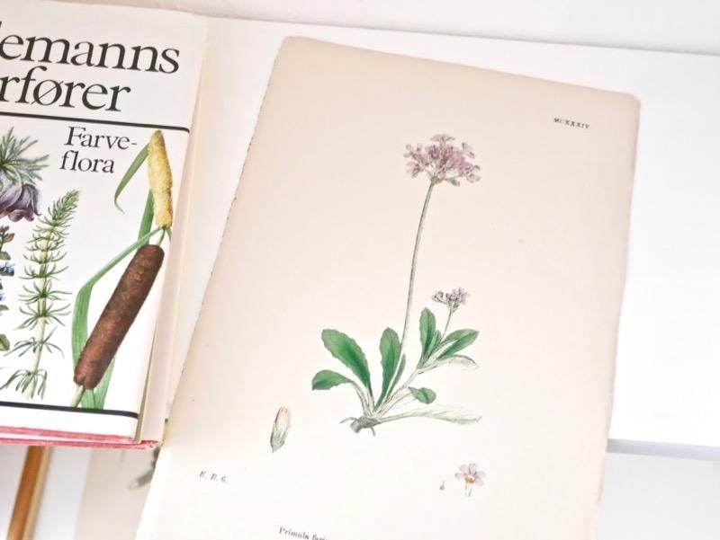 ヴィンテージ チェコ 植物画 ボタニカルアート イラスト 図鑑 ポスター