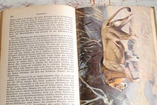 アンティークドイツ製動物図鑑 1930年代の雰囲気