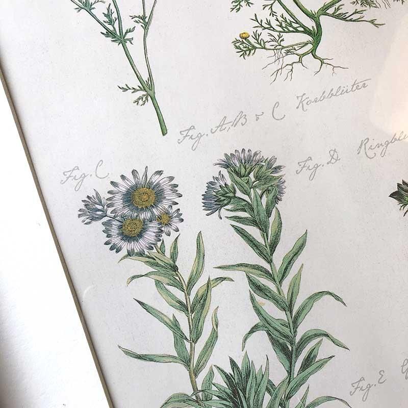 繊細なタッチのボタニカルアートフレーム植物画