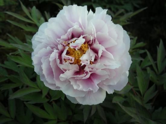 秋牡丹苗｜福笑い‐ 中村農園｜オリジナル牡丹育種｜島根県松江市│大根島