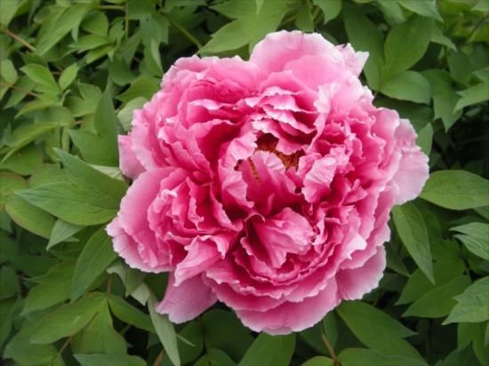 牡丹苗販売｜正月牡丹販売｜中村農園｜島根県松江市│大根島