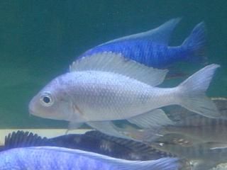 アフリカンシクリッド タンガニィカ[ブリード] - アフリカンシクリッド