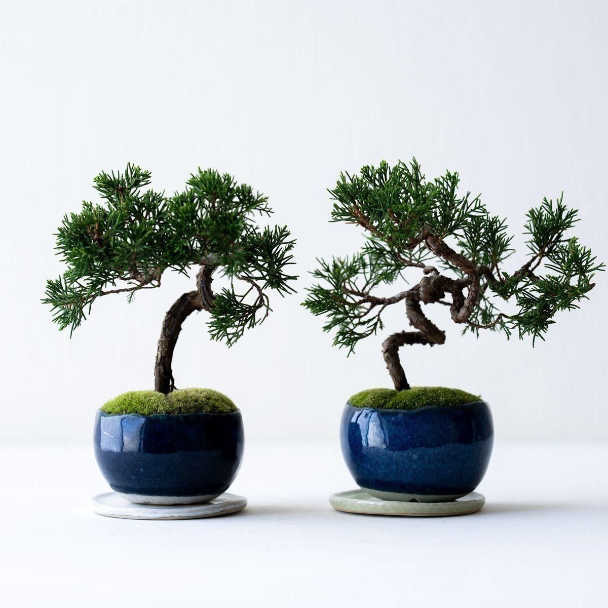 糸魚川シンパク｜ 【受け皿セット】 - 石木花 オンラインストア