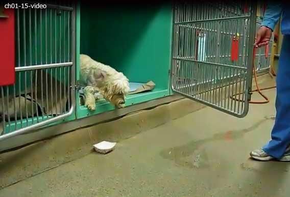 BSAVA犬と猫の神経病学マニュアル-第4版- DVD付き - WAHA Online Shop