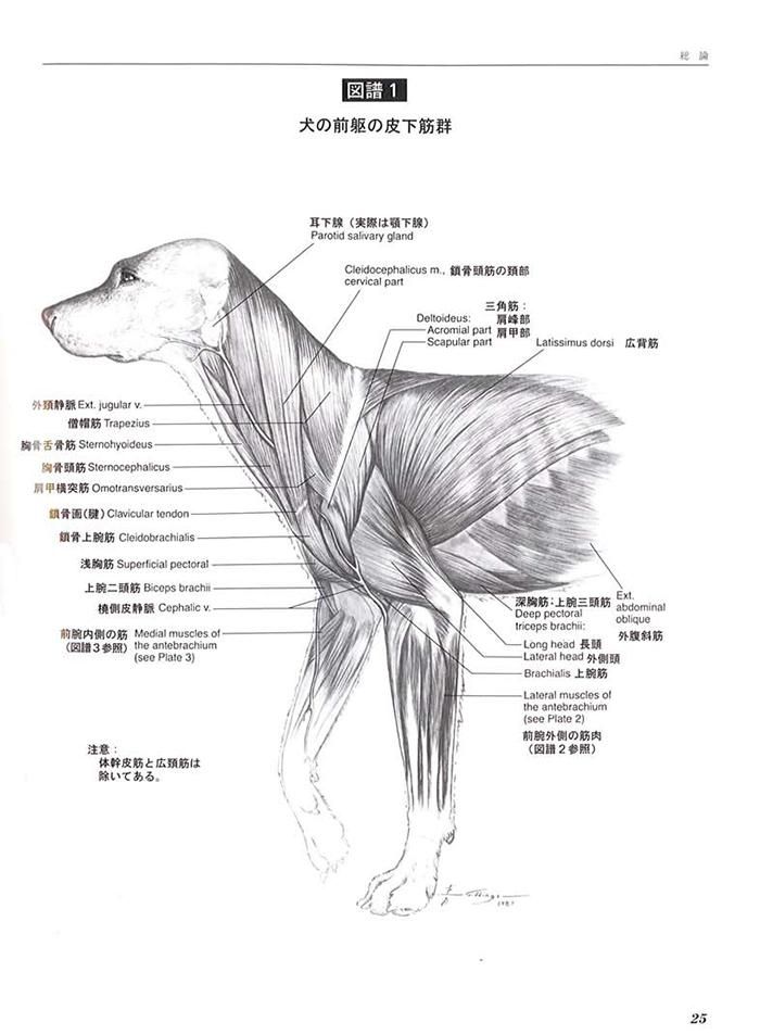 犬と猫の骨と関節の外科的アプローチ 犬と猫の軟部外科 株式会社 緑書房