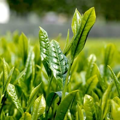 2025年新茶 阿波晩茶（上勝晩茶）神田茶 - 1kg