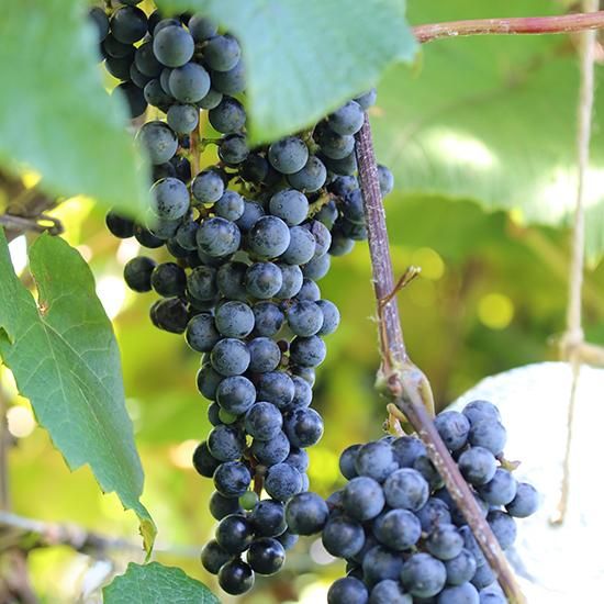山ぶどう2kg 月山山麓育ち 農家直送 - うらやま農園 山ぶどう栽培