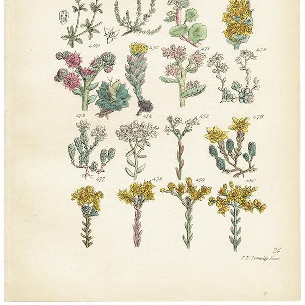 イギリス アンティーク ボタニカルアート/植物画 石版画 (John Edward