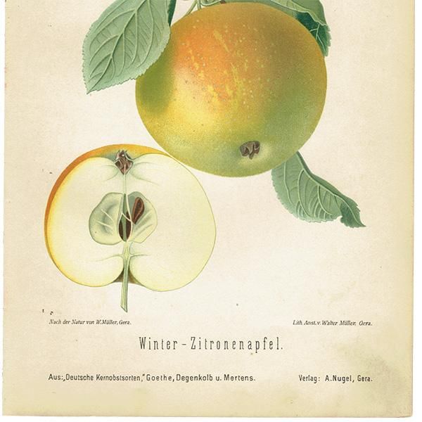 ドイツの果実学 リンゴ 植物画 アンティーク ボタニカルアート 1894年 1008