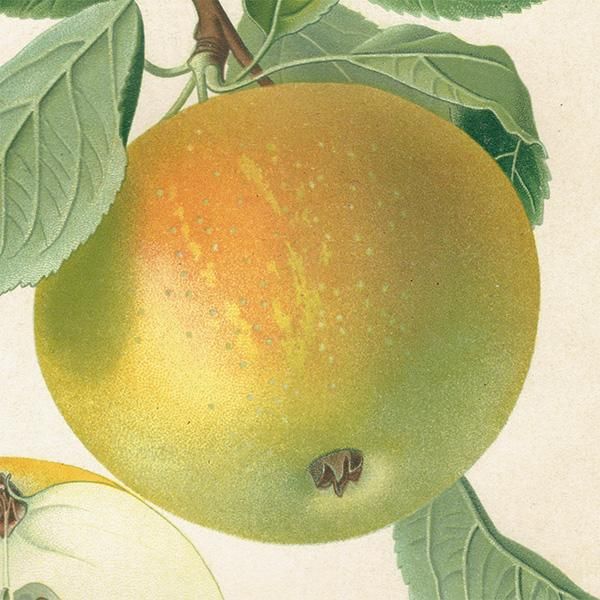 ドイツの果実学 リンゴ 植物画 アンティーク ボタニカルアート 1894年 1008