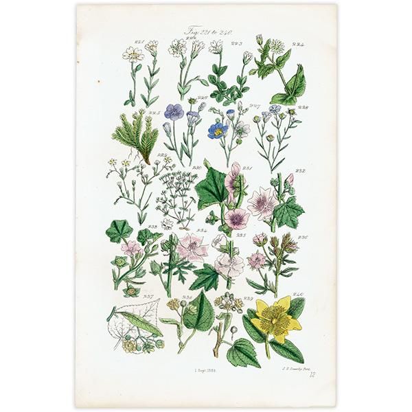 イギリス アンティーク ボタニカルアート アマ科、アオイ科、ハコベ