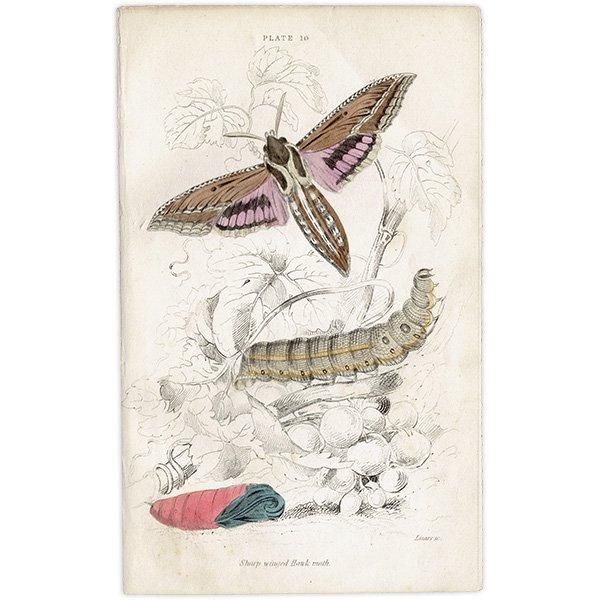 蛾（モス）昆虫学 イギリス アンティークプリント 博物画 1840年代 0182