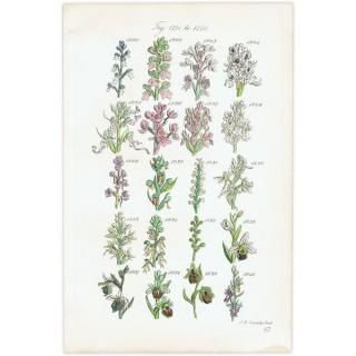 ボタニカルアート（植物画）Botanical アンティーク ヴィンテージの